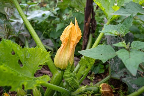 Courgette flower, (Cucurbita pepo subsp. pepo convar. giromontiina), Kichrüsselbach, Middle
