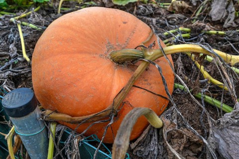 Ripe pumpkin (Cucurbita) on a bush Kichrüsselbach, Middle Franconia, Bavaria, Germany