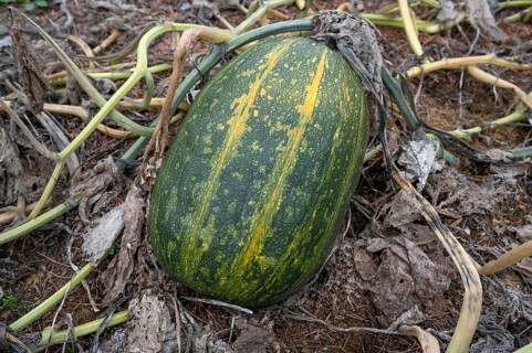Ripe spaghetti squash (Cucurbita pepo) on a bush Kichrüsselbach, Middle Franconia, Bavaria, Germany