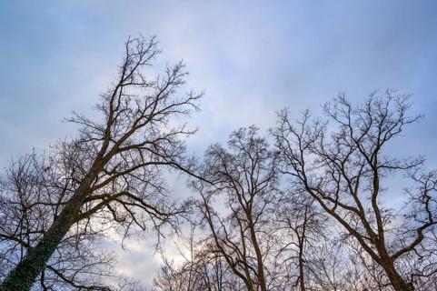 Leafless oak trees against the sky in late autumn, Bavaria, Germany