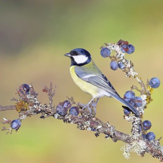 Great tit (Parus major), sitting on a branch in a blackthorn bush, (Prunus spinosa), sloes, with