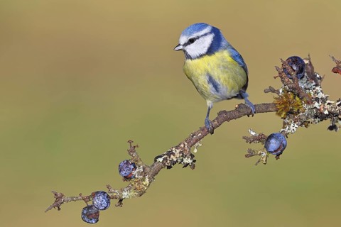 Blue tit (Parus caeruleus), sitting on a branch in a blackthorn bush, (Prunus spinosa), sloes, with