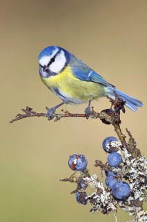 Blue tit (Parus caeruleus), sitting on a branch in a blackthorn bush, (Prunus spinosa), sloes, with