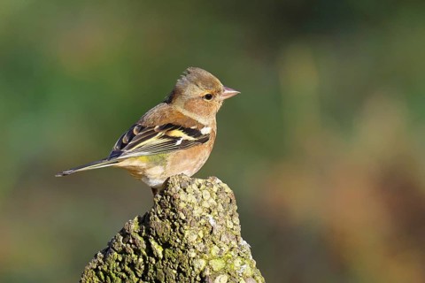 Chaffinch (Fringilla coelebs), adult male sitting on a stone in the garden, winter dress, wildlife,