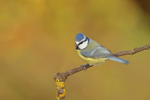Blue tit (Parus caeruleus), sitting on a branch, Wilnsdorf, North Rhine-Westphalia, Germany