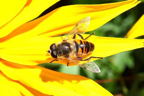 Mock bee wedge-spotted hoverfly (Eristalis tenax), on yellow coneflower (Echinacea paradoxa),
