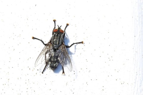 Sarcophaga carnaria (Sarcophaga carnaria), on a park bench, Wilnsdorf, North Rhine-Westphalia,