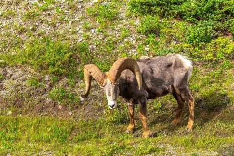 Bighorn sheep with large curved horns grazes peacefully in the lush green meadows near maligne lake