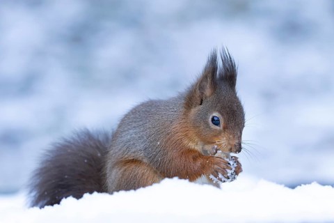 Red squirrel (Sciurus vulgaris) adult animal feeding on a hazel nut in snow in winter, England,