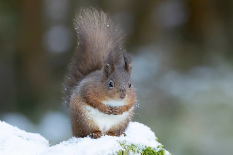 Red squirrel (Sciurus vulgaris) adult animal on a snow covered stone wall in winter, England,