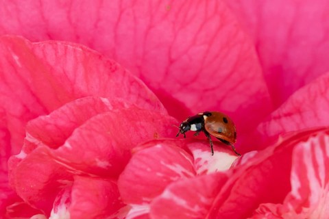 Seven-spot ladybird or ladybug (Coccinella septempunctata) adult beetle on a garden Camellia flower