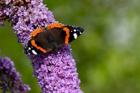 Red admiral butterfly (Vanessa atalanta) adult insect feeding on a garden purple Buddleja or
