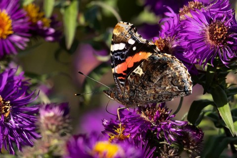 Red admiral butterfly (Vanessa atalanta) adult insect feeding on a garden purple Aster flower in