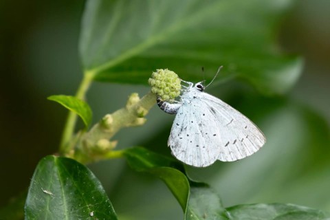 Holly blue butterfly (Celastrina argiolus) adult female insect egg laying on a garden Ivy (Hedera