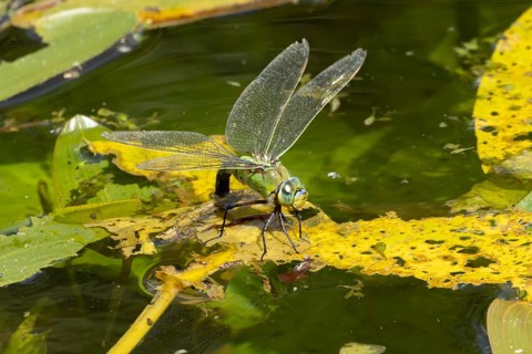 Emperor dragonfly (Anax imperator) adult female insect egg laying or ovipositing on the water
