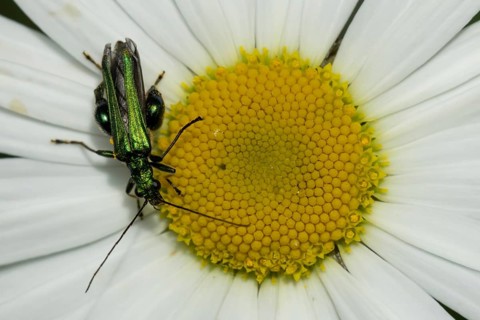 Thick-legged flower beetle (Oedemera nobilis) adult insect feeding on an Oxeye daisy flower in