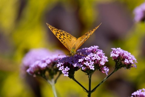 Silver-washed fritillary butterfly (Argynnis paphia) adult insect feeding on purple garden Verbena