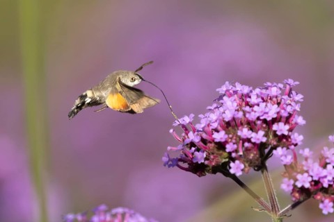 Hummingbird hawkmoth (Macroglossum stellatarum) adult moth insect day flying feeding on garden