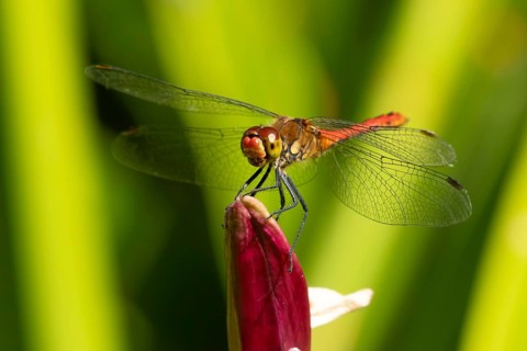 Ruddy darter dragonfly (Sympetrum sanguineum) adult insect on a garden Lily flower in summer,