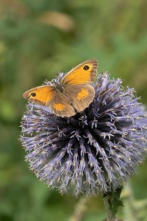 Gatekeeper butterfly (Pyronia tithonus) adult insect feeding on a garden Globe thistle flower in
