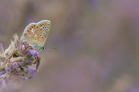 Common blue butterfly (Polyommatus icarus) adult insect feeding on garden Catmint flowers in