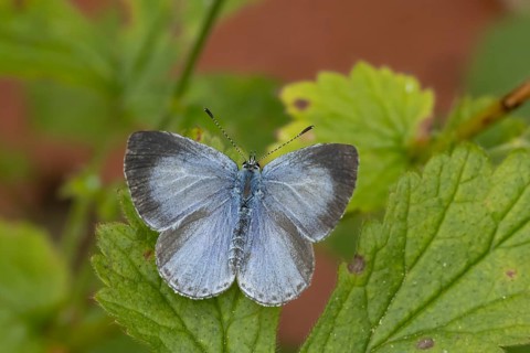 Holly blue butterfly (Celastrina argiolus) adult insect resting on a garden plant leaf in summer,