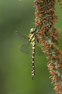 Southern hawker dragonfly (Aeshna cyanea) adult insect resting on a garden Buddleja or Buddleia