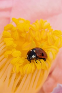 Seven-spot ladybird or ladybug (Coccinella septempunctata) adult beetle on a garden Camellia flower