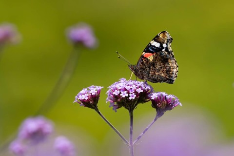 Red admiral butterfly (Vanessa atalanta) adult insect feeding on purple garden Verbena bonariensis
