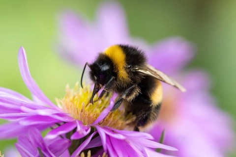 Garden bumblebee (Bombus hortorum) adult bee insect feeding on purple garden Aster plant flowers in