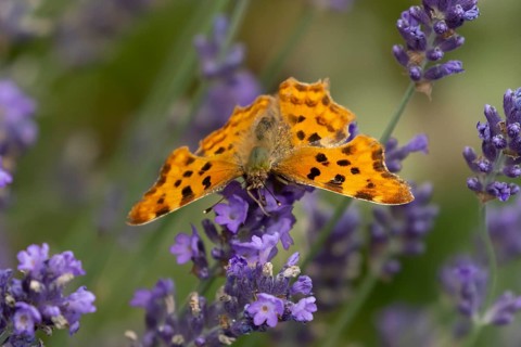 Comma butterfly (Polygonia c-album) adult insect feeding on garden blue Lavender plant flowers in