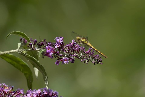 Common darter dragonfly (Sympetrum striolatum) adult female insect resting on a garden purple