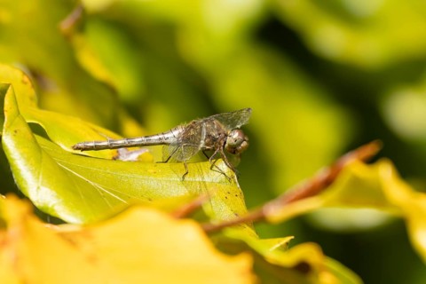 Common darter dragonfly (Sympetrum striolatum) adult female insect resting on colourful autumn