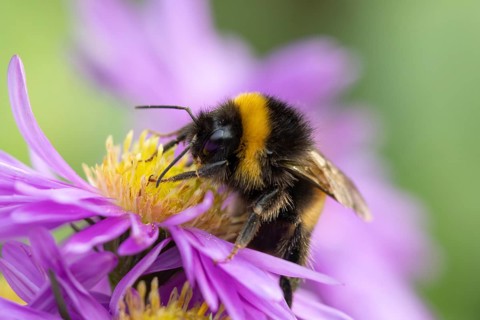 Garden bumblebee (Bombus hortorum) adult bee insect feeding on purple garden Aster plant flower in