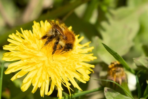 Buff tailed bumblebee (Bombus terrestris) adult bee insect feeding on yellow Dandelion (Taraxacum