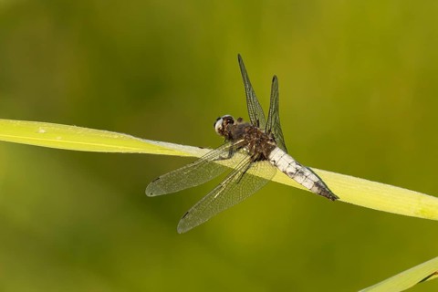 Broad-bodied chaser dragonfly (Libellula depressa) adult insect resting on a reed plant leaf in