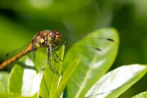Common darter dragonfly (Sympetrum striolatum) adult female insect resting on a garden plant leaf