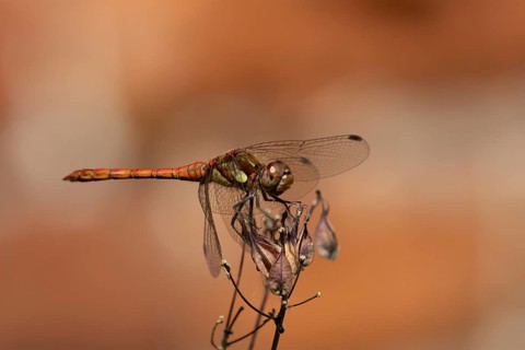 Common darter dragonfly (Sympetrum striolatum) adult male insect resting on a garden flower