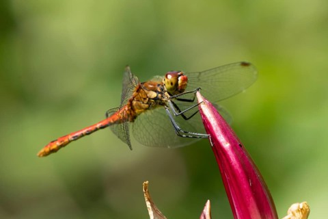 Common darter dragonfly (Sympetrum striolatum) adult male insect resting on a garden lily flower in