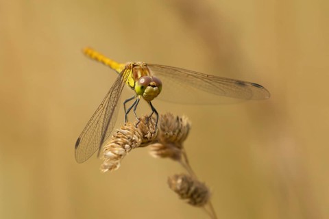 Common darter dragonfly (Sympetrum striolatum) adult female insect resting on a grass stem seedhead