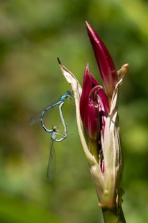 Common blue damselfly (Enallagma cyathigerum) two adult insects mating on a garden lily flower in