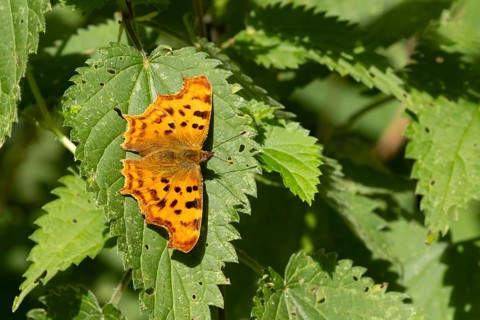 Comma butterfly (Polygonia c-album) adult insect resting on stinging nettle plant leaves in summer,