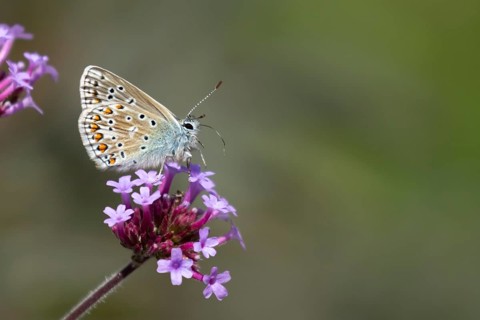Common blue butterfly (Polyommatus icarus) adult insect on purple garden Verbena bonariensis