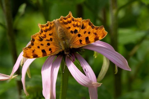 Comma butterfly (Polygonia c-album) adult insect feeding on garden purple Coneflower (Echinacea
