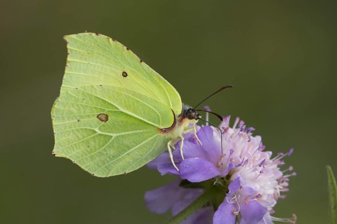 Brimstone butterfly (Gonepteryx rhamni) adult insect feeding on Field scabious plant flowers in