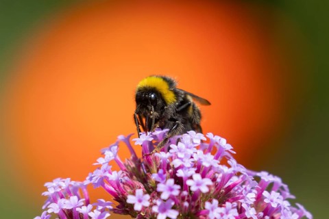 Buff tailed bumblebee (Bombus terrestris) adult bee insect feeding on purple garden Verbena