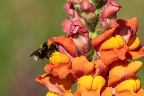 Buff tailed bumblebee (Bombus terrestris) adult bee insect feeding on garden Snapdragon