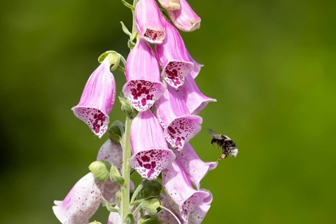 Buff tailed bumblebee (Bombus terrestris) adult bee insect flying towards a purple garden Foxglove