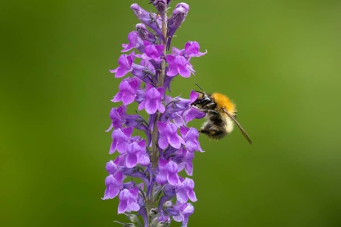 Common carder bumblebee (Bombus pascuorum) adult bee insect feeding on purple garden Toadflax