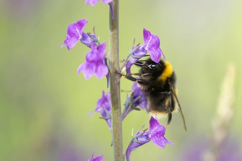Buff tailed bumblebee (Bombus terrestris) adult bee insect feeding on purple garden Toadflax